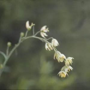 Fritillaria viridea