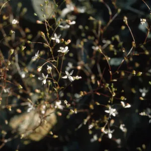 Gayophytum diffusum