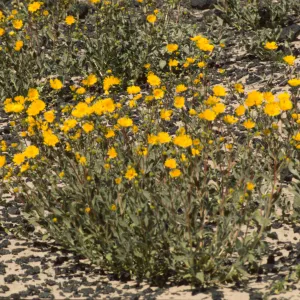 Geraea canescens