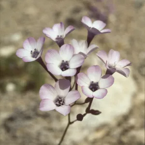 Gilia cana