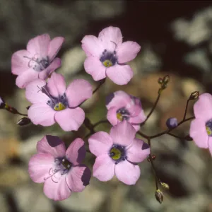 Gilia cana