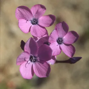 Gilia cana