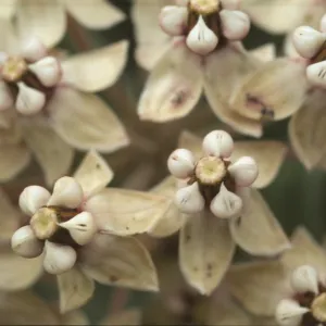 Asclepias erosa