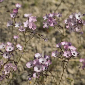 Gilia cana