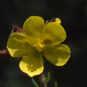 Helianthemum greenei