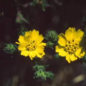 Hemizonia increscens ssp. villosa
