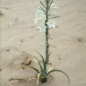 Hesperocallis