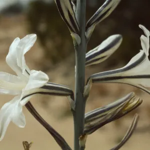 Hesperocallis