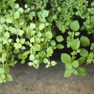 Hesperocnide tenella