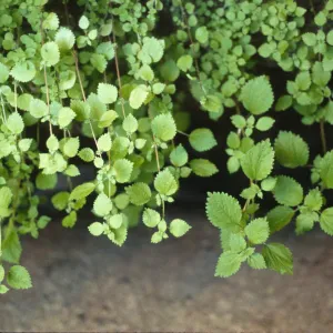 Hesperocnide tenella
