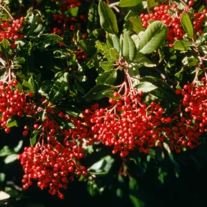 Heteromeles