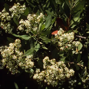 Heteromeles