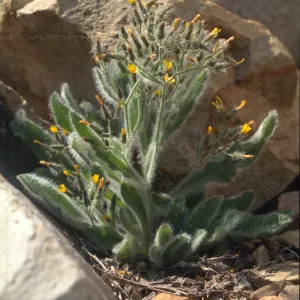 Hieracium horridum