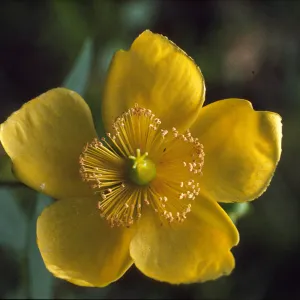 Hypericum