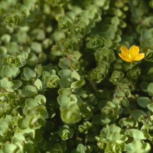 Hypericum anagalloides