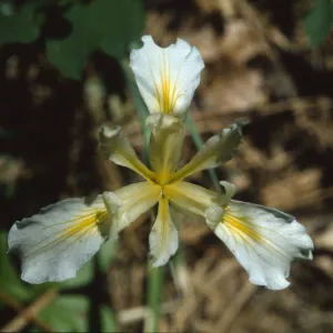 Iris hartwegii