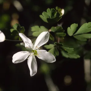 Isopyrum occidentale