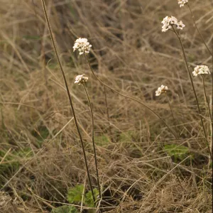 Jepsonia malvifolia