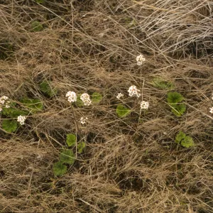 Jepsonia malvifolia