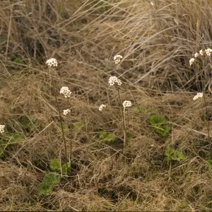 Jepsonia malvifolia