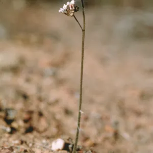 Jepsonia malvifolia