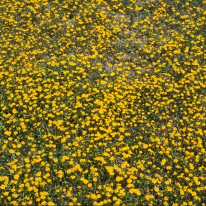 Lasthenia gracilis