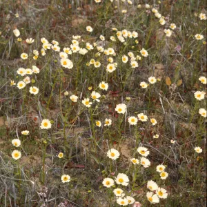 Layia heterotricha