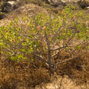 Lavatera assurgentiflora ssp. glabra