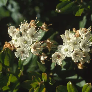 Ledum glandulosum
