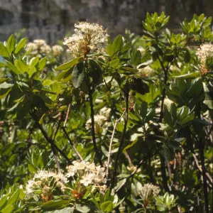Ledum glandulosum
