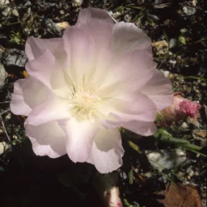 Lewisia rediviva