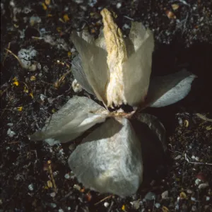 Lewisia rediviva