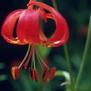 Lilium pitkinense