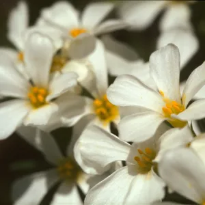 Linanthus pachyphyllus