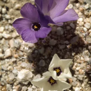 Linanthus parryae