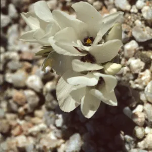 Linanthus parryae