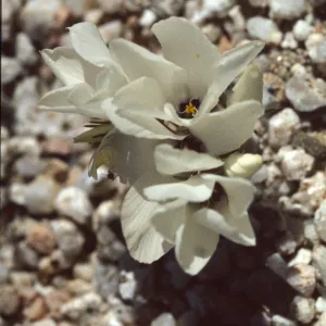 Linanthus parryae