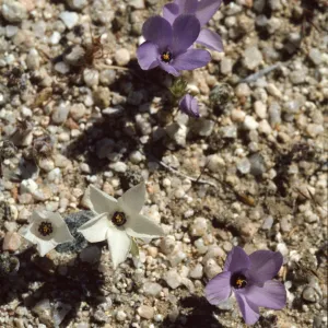 Linanthus parryae
