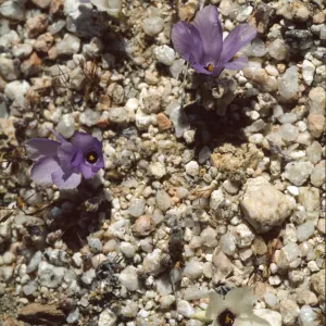 Linanthus parryae