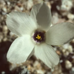 Linanthus parryae