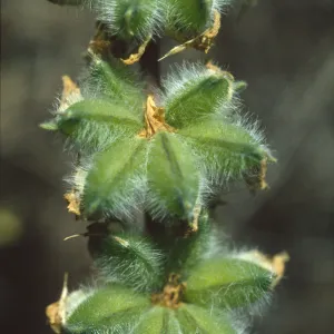 Lupinus densiflorus