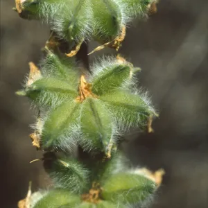 Lupinus densiflorus