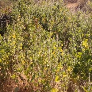 Malacothamnus clementinus