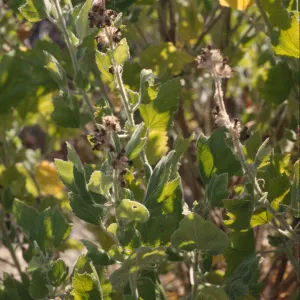 Malacothamnus clementinus
