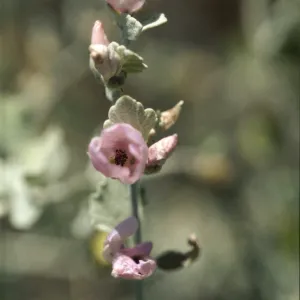 Malacothamnus jonesii