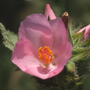 Malacothamnus palmeri var. lucianus