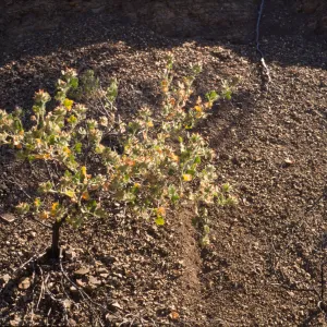 Malacothamnus palmeri var. lucianus