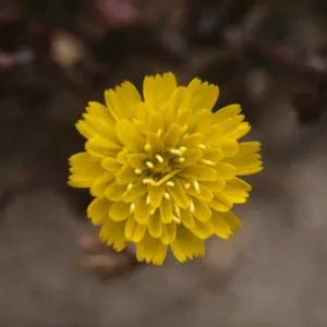 Malacothrix indecora