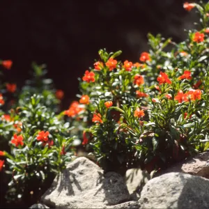 Mimulus flemingii