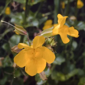 Mimulus guttatus